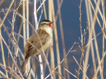 Sedge Warbler